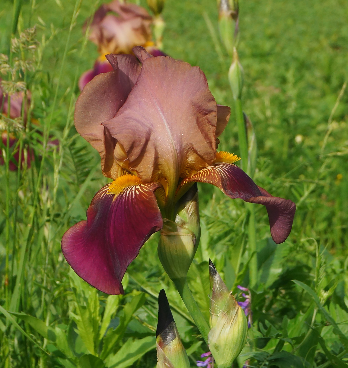 Изображение особи Iris × hybrida.