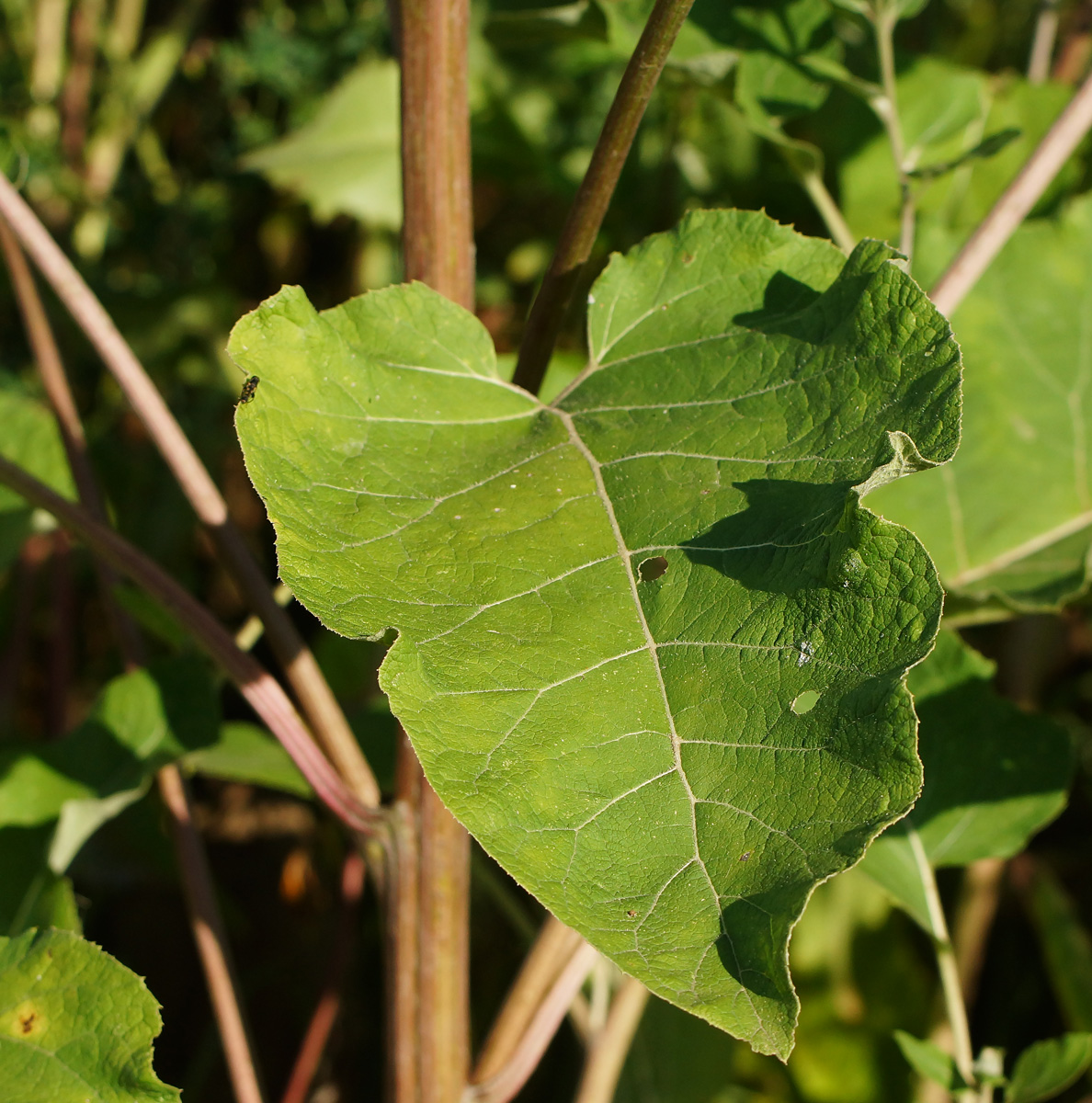 Изображение особи Arctium tomentosum.