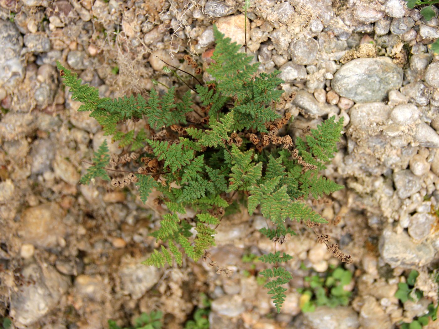 Image of Oeosporangium persicum specimen.