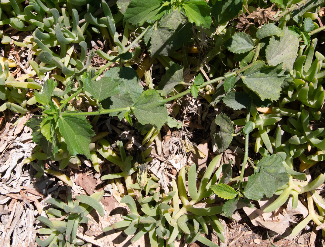 Изображение особи Hibiscus panduriformis.