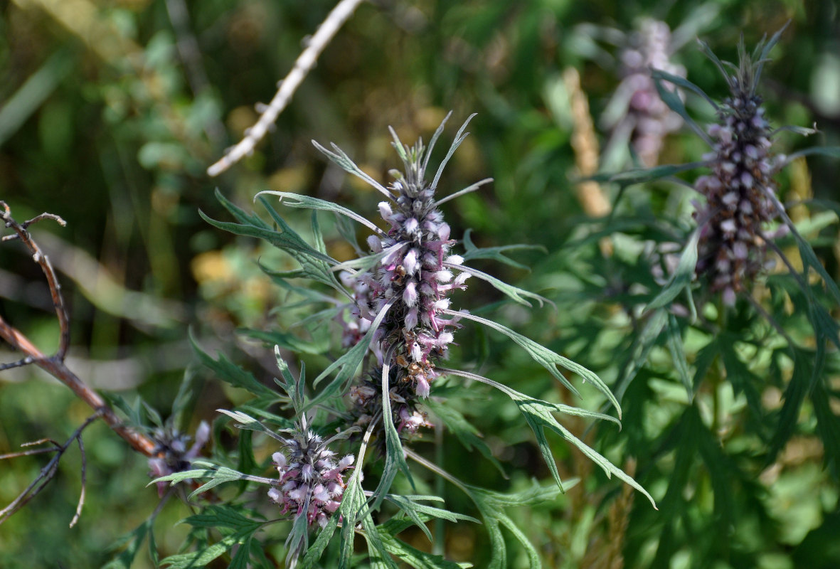 Изображение особи Leonurus deminutus.