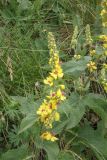 Verbascum marschallianum. Верхушка побега с соцветием. Республика Северная Осетия-Алания, Ирафский р-н, Большой Кавказ, Гуларский хр., правый склон ущелья р. Гулардон в р-не ведущей на перевал Гуларвцек старой геологической дороги, ≈ 2480 м н.у.м., каменистый склон. 07.07.2021.