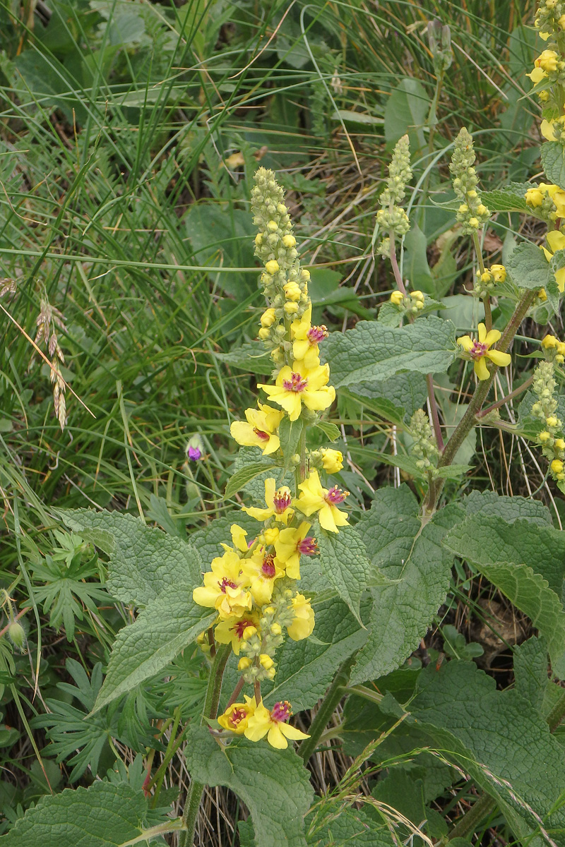 Image of Verbascum marschallianum specimen.