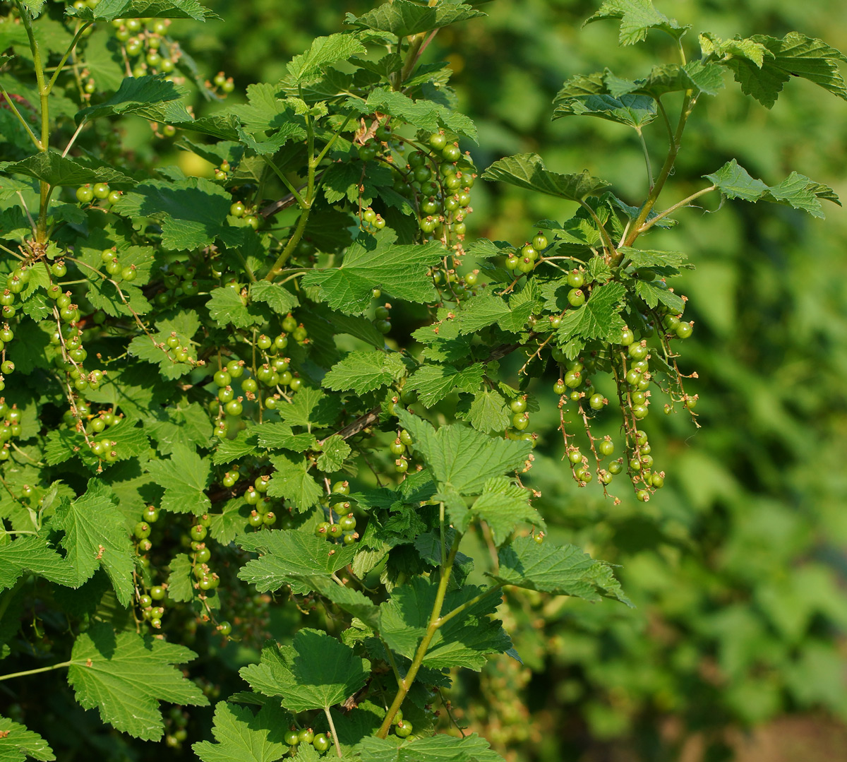 Изображение особи Ribes nigrum.