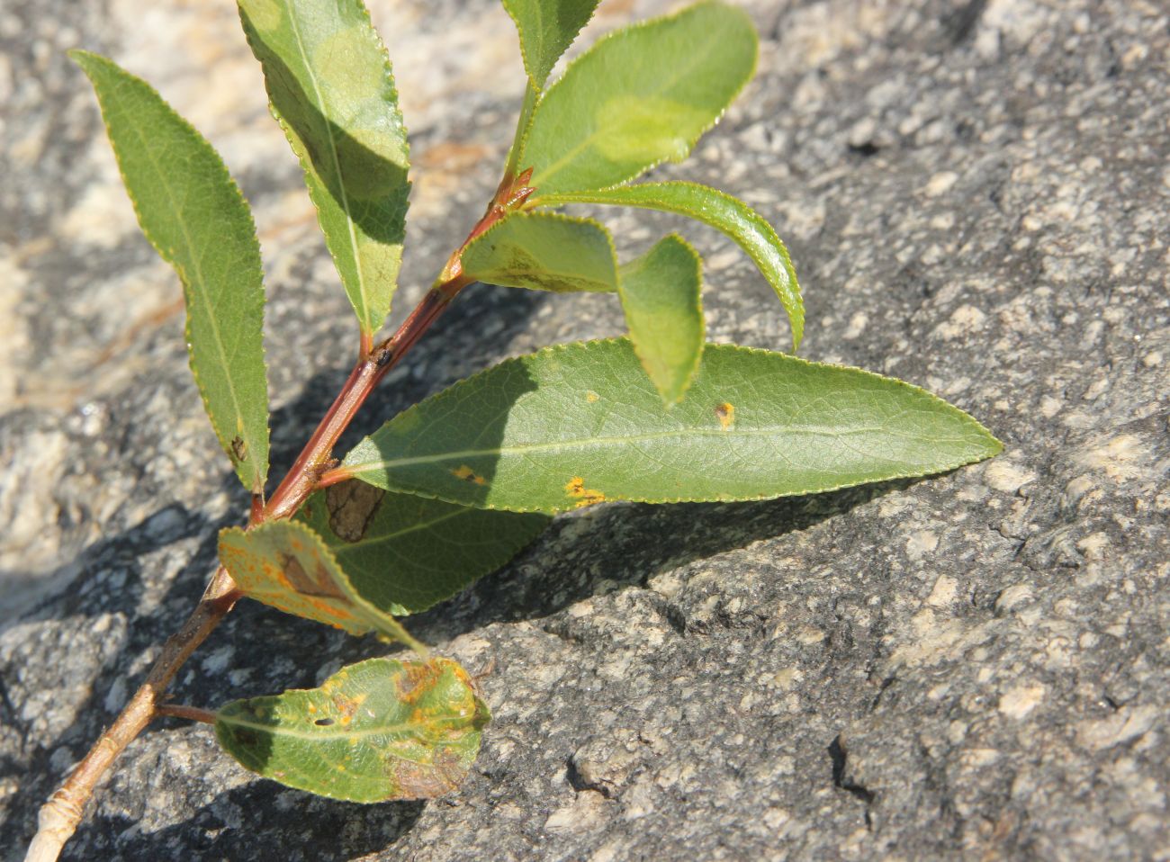 Image of Populus laurifolia specimen.