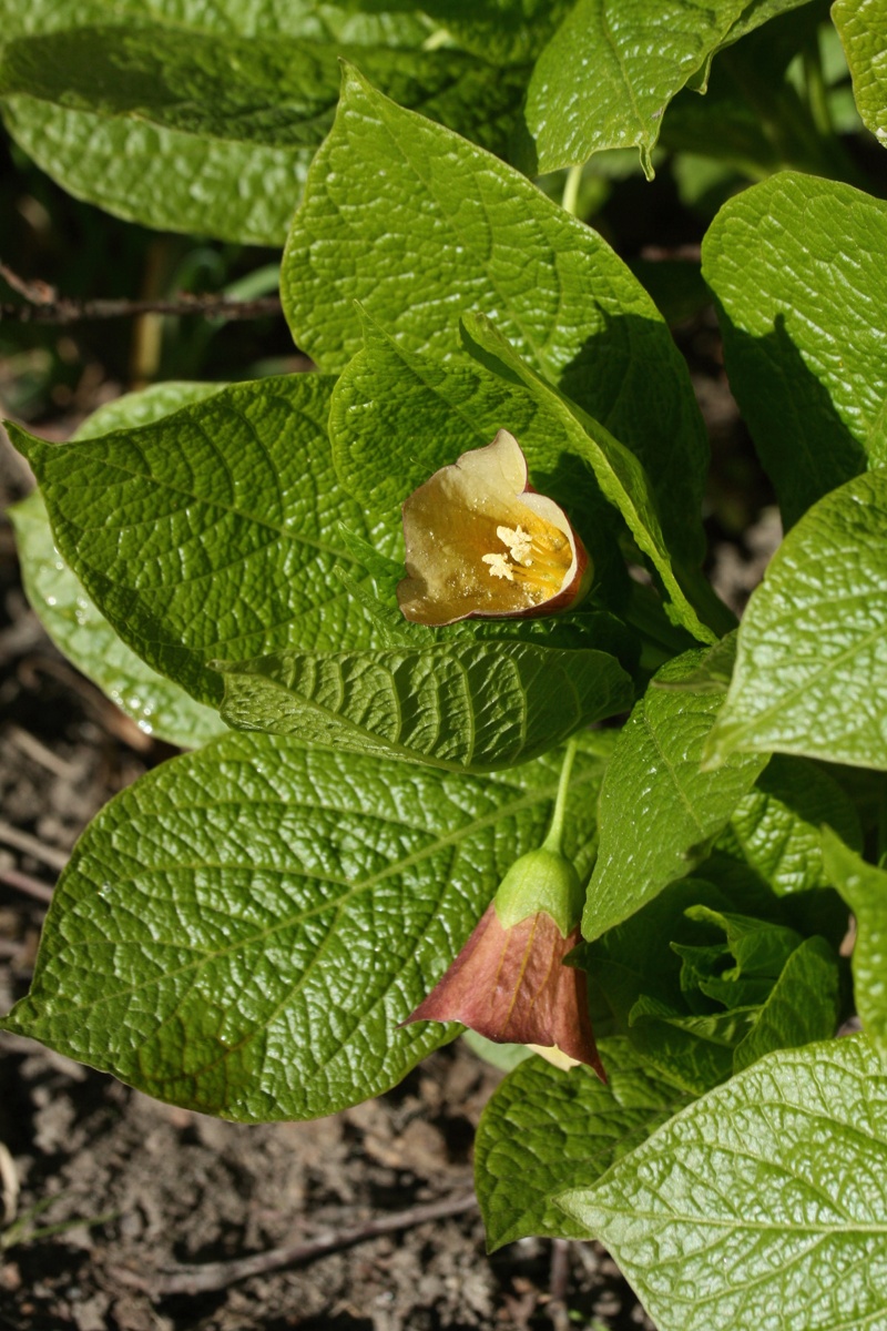 Изображение особи Scopolia carniolica.