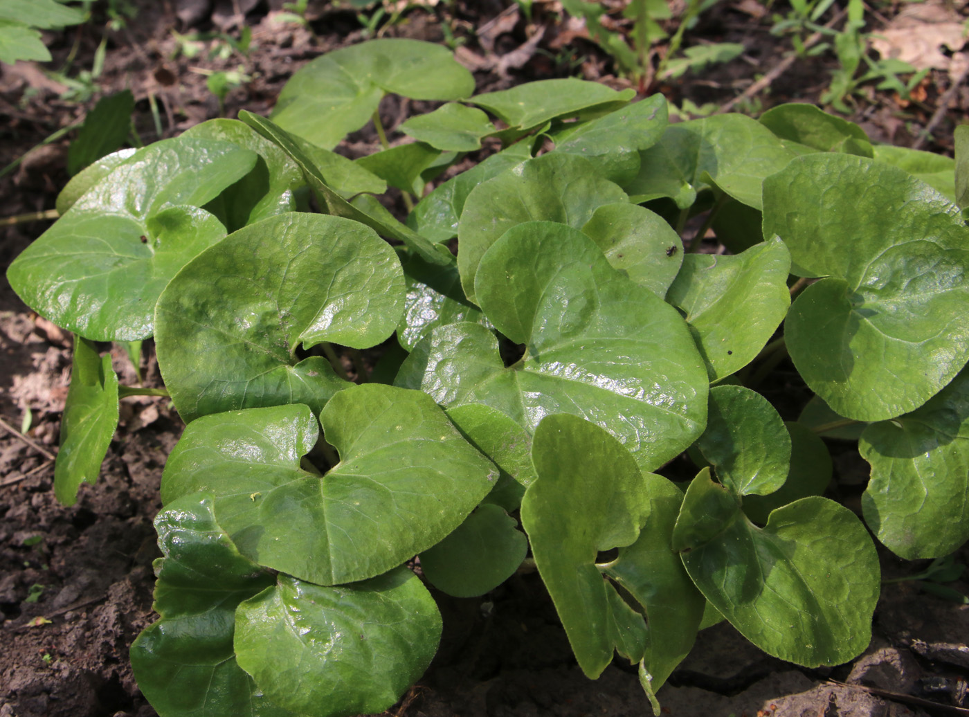 Image of Asarum intermedium specimen.