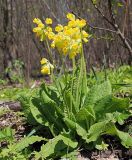 Primula macrocalyx