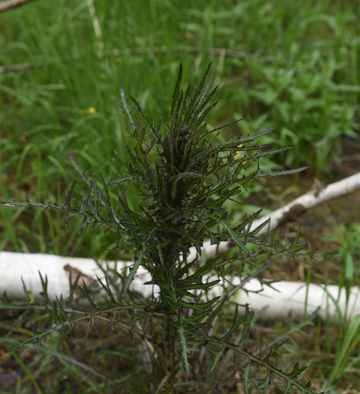 Изображение особи Cirsium palustre.