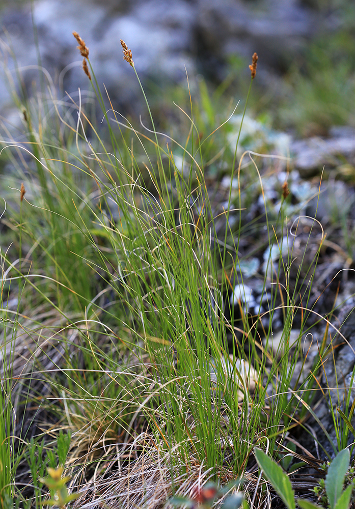 Изображение особи Kobresia filifolia.