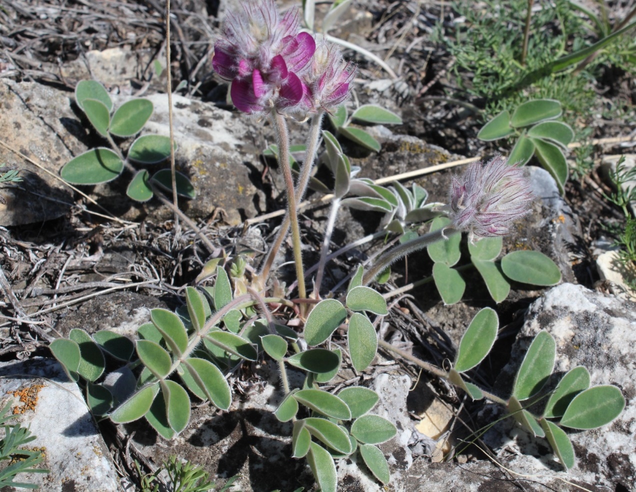 Изображение особи Hedysarum argyrophyllum.