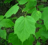 Acer spicatum