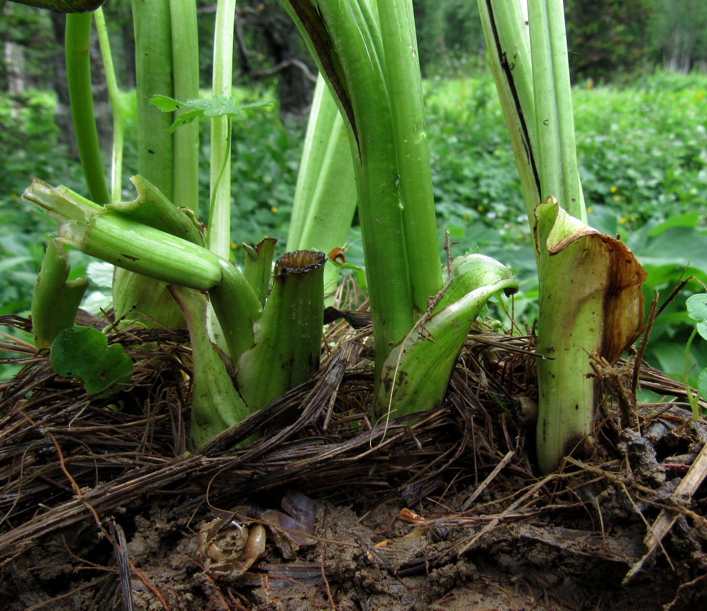 Image of Trollius kolonok specimen.