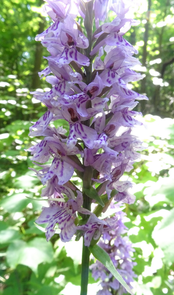 Image of Dactylorhiza fuchsii specimen.