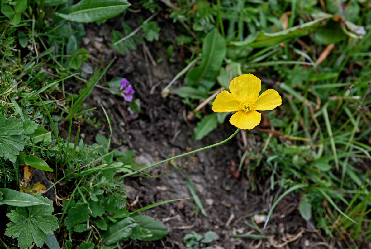 Image of Papaver croceum specimen.