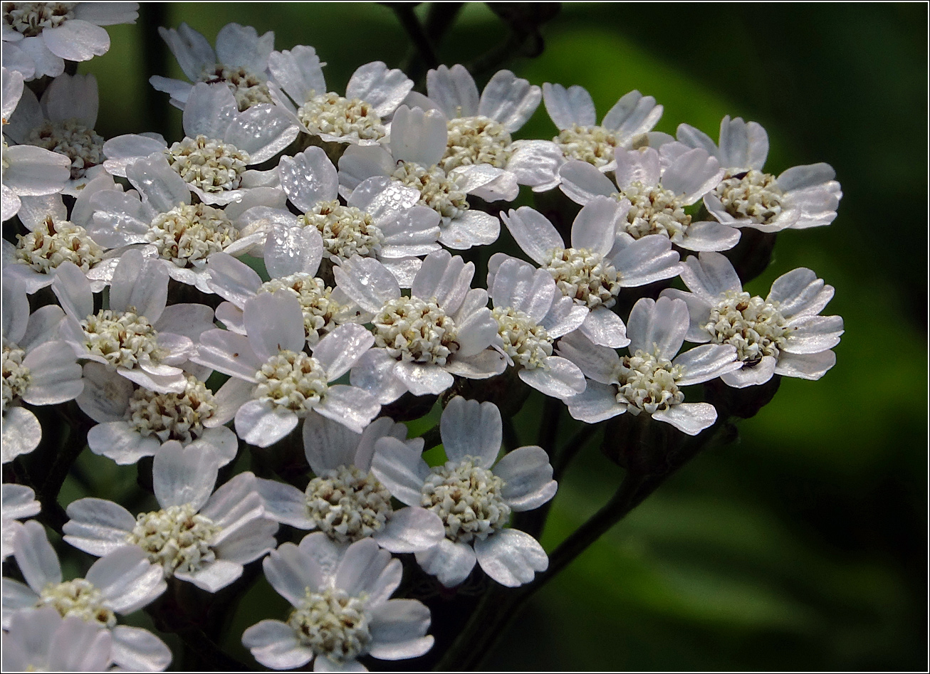 Image of Achillea millefolium specimen.