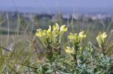 Scutellaria orientalis. Верхушки побегов с соцветиями. Крым, г. Симферополь, окр. мкр-на Пневматика, кромка куэсты. 01.08.2022.