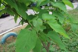 Catalpa bignonioides