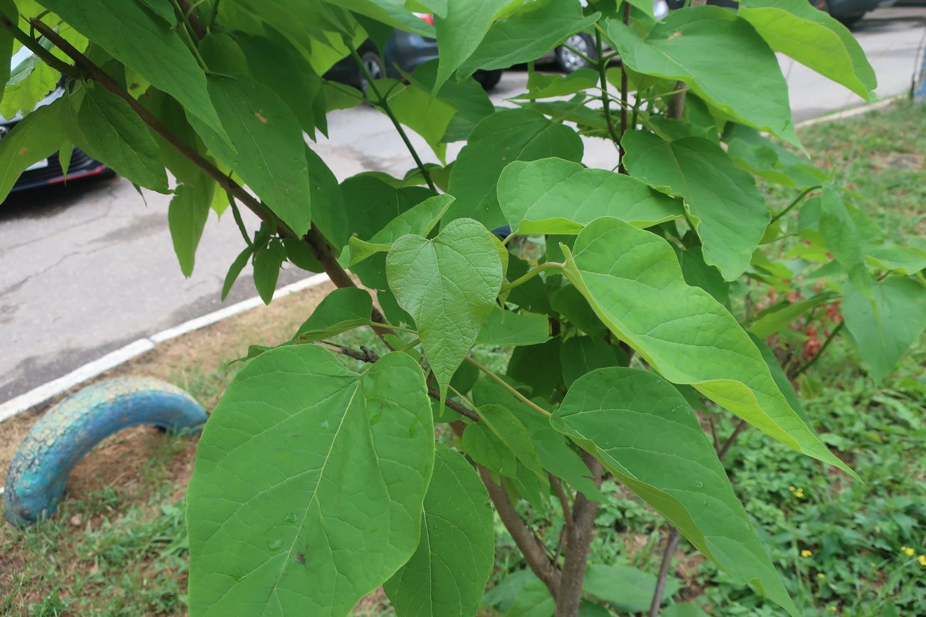 Image of Catalpa bignonioides specimen.