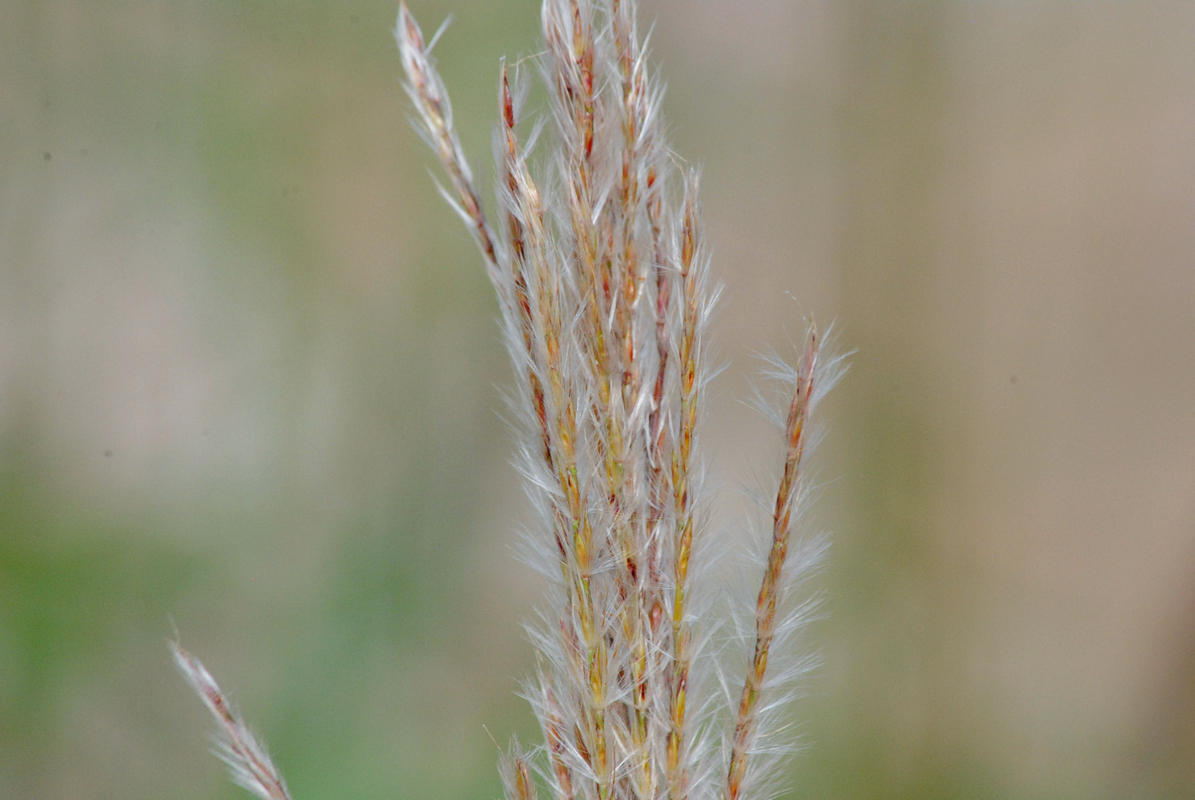 Image of Miscanthus sinensis specimen.