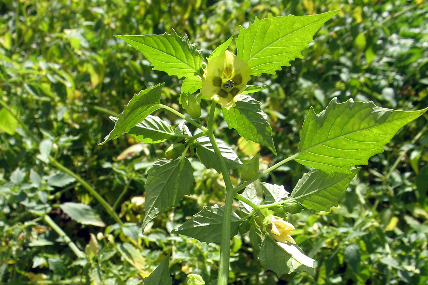 Image of Physalis ixocarpa specimen.