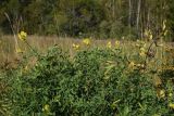 Lathyrus pratensis. Цветущее и плодоносящее растение. Калужская обл., Спас-Деменский р-н, окр. дер. Князево, северо-западная окраина Большого Игнатовского болота, луг. 09.09.2022.