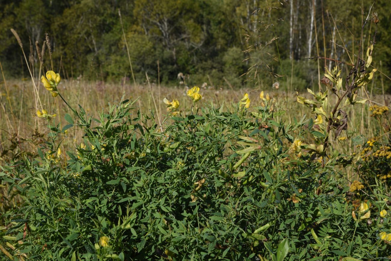 Image of Lathyrus pratensis specimen.