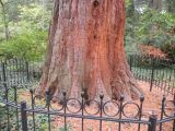 Sequoiadendron giganteum. Нижняя часть ствола. Южный Берег Крыма, Никитский ботанический сад. 13.10.2010.