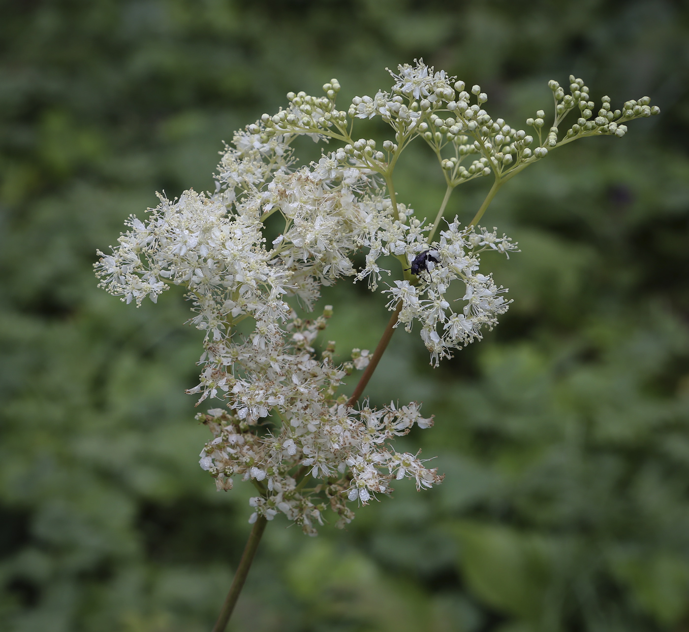 Image of Filipendula ulmaria specimen.