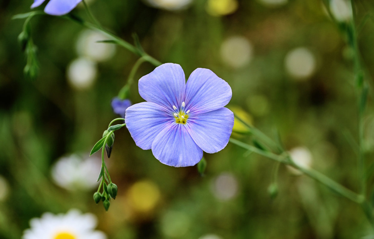 Изображение особи Linum austriacum.