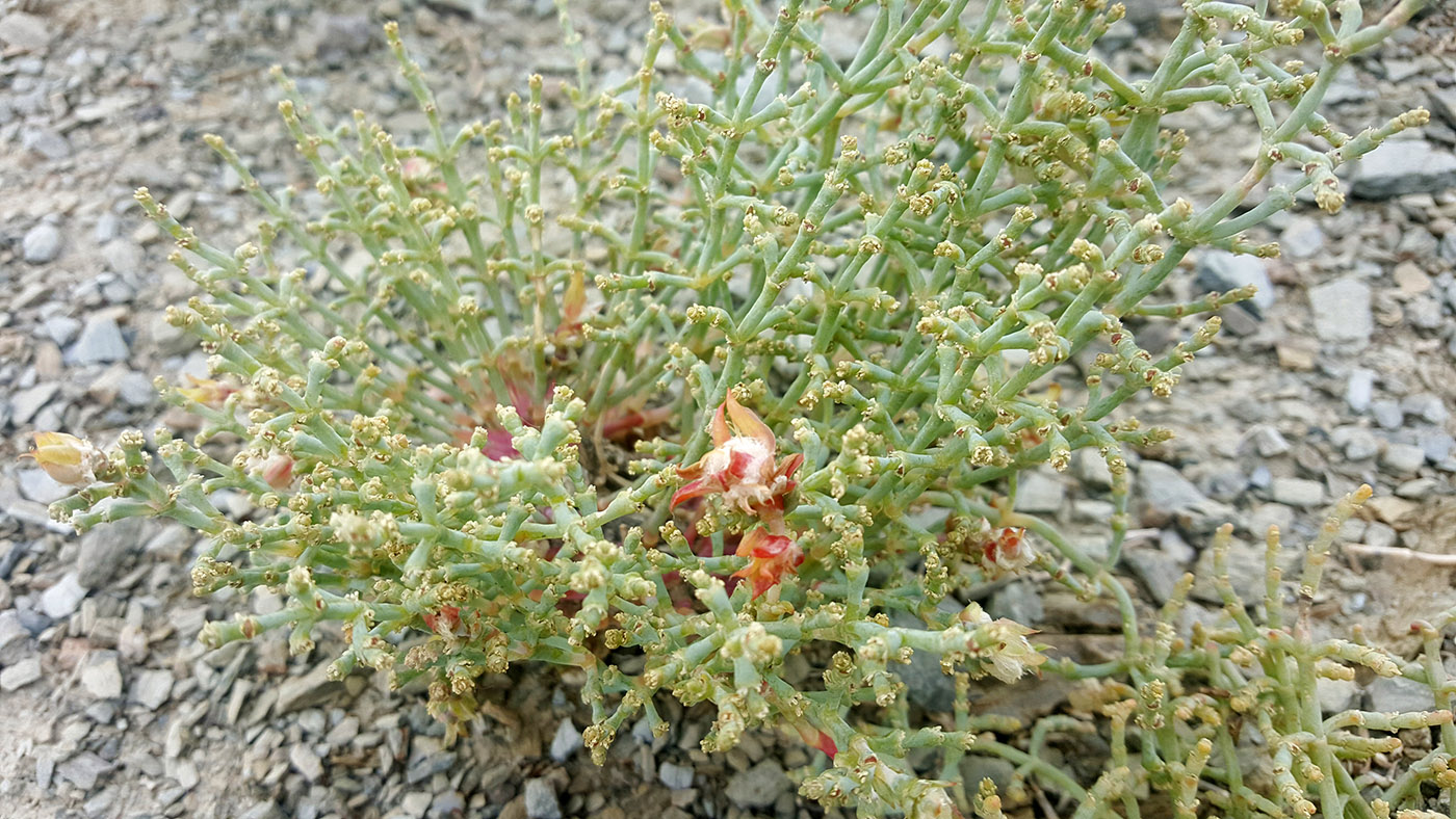 Изображение особи Anabasis eriopoda.