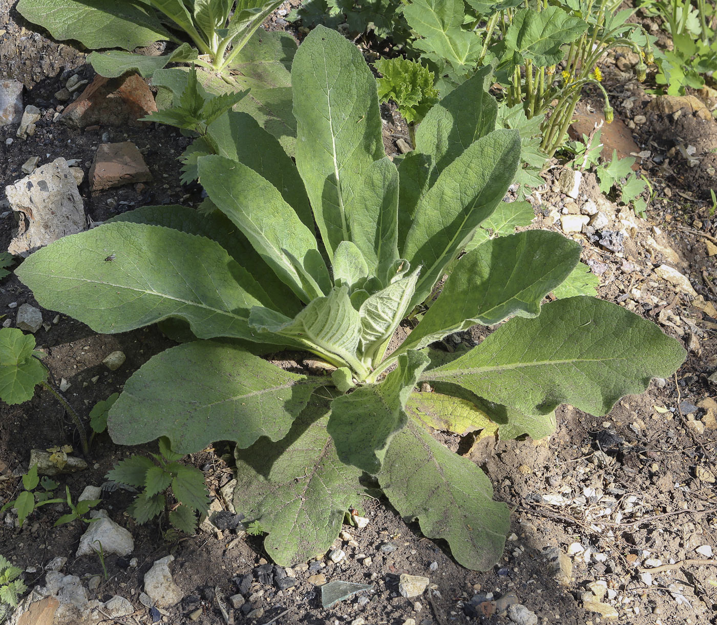 Image of Verbascum thapsus specimen.