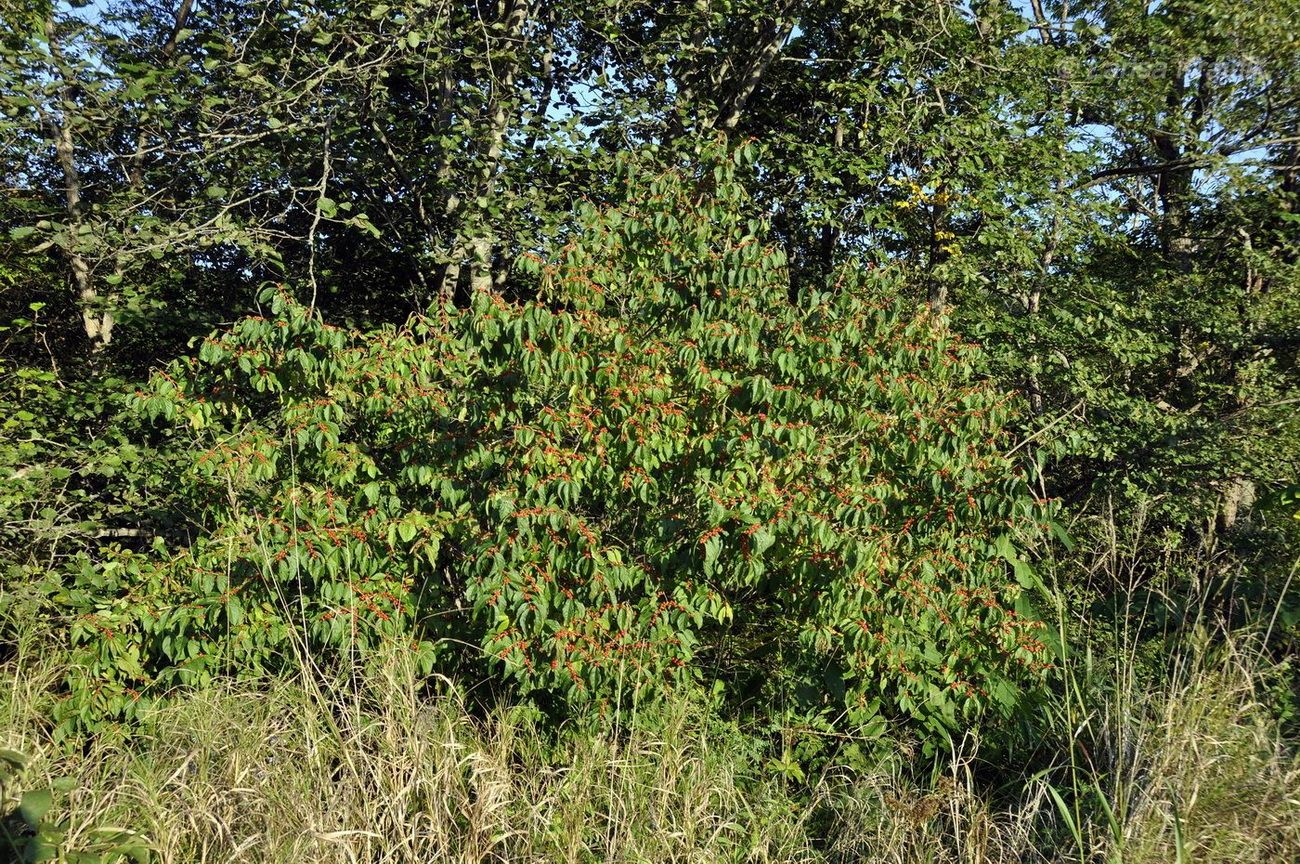 Изображение особи Lonicera maackii.