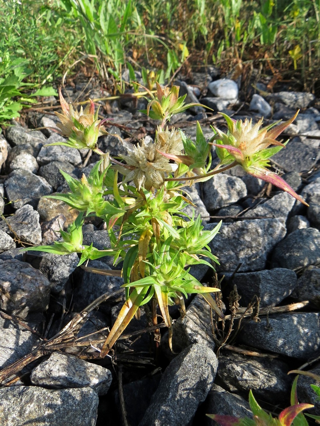 Image of Collomia linearis specimen.