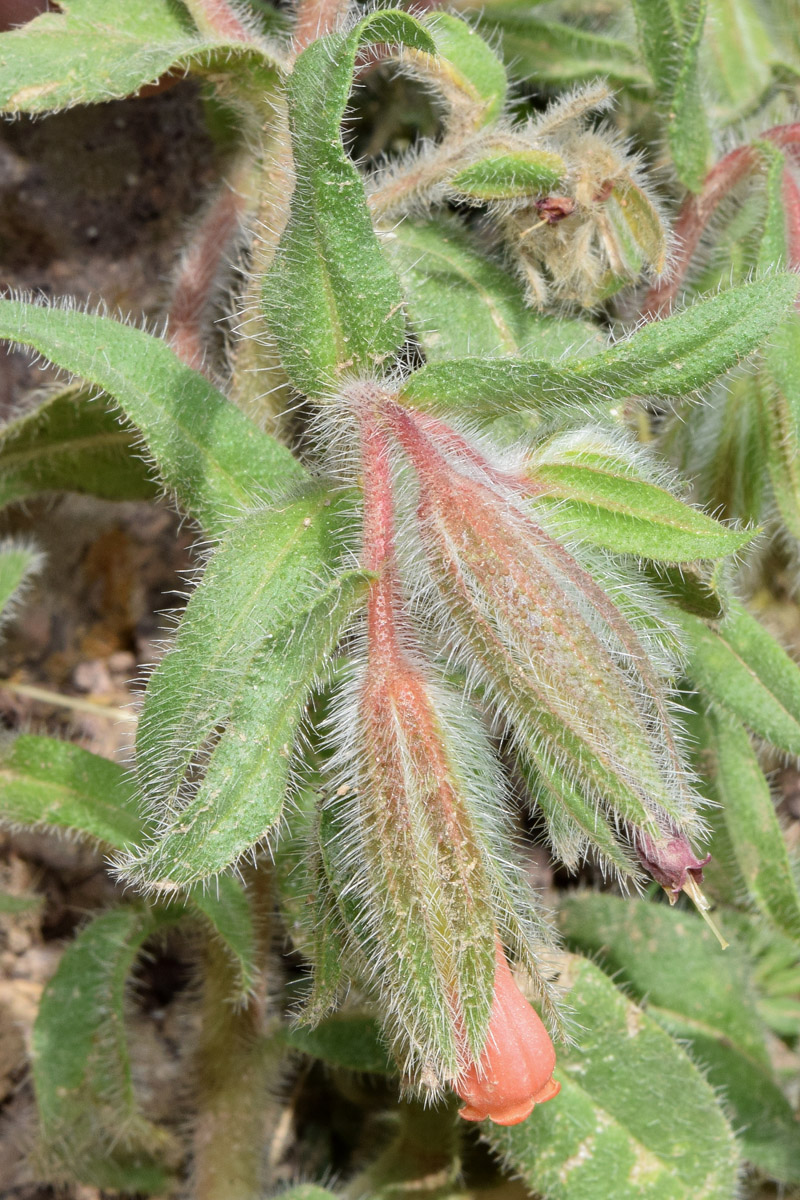 Image of Onosma dichroantha specimen.