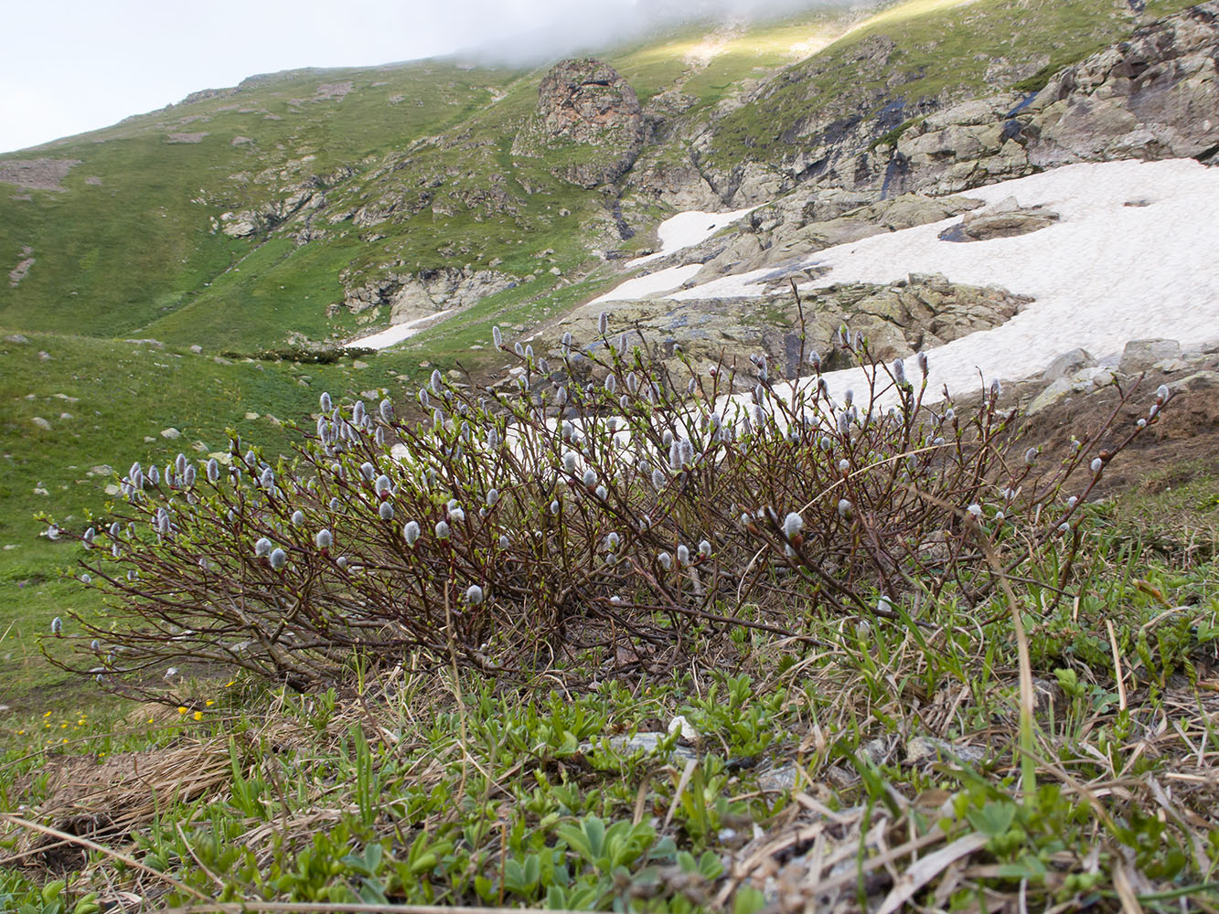 Image of genus Salix specimen.