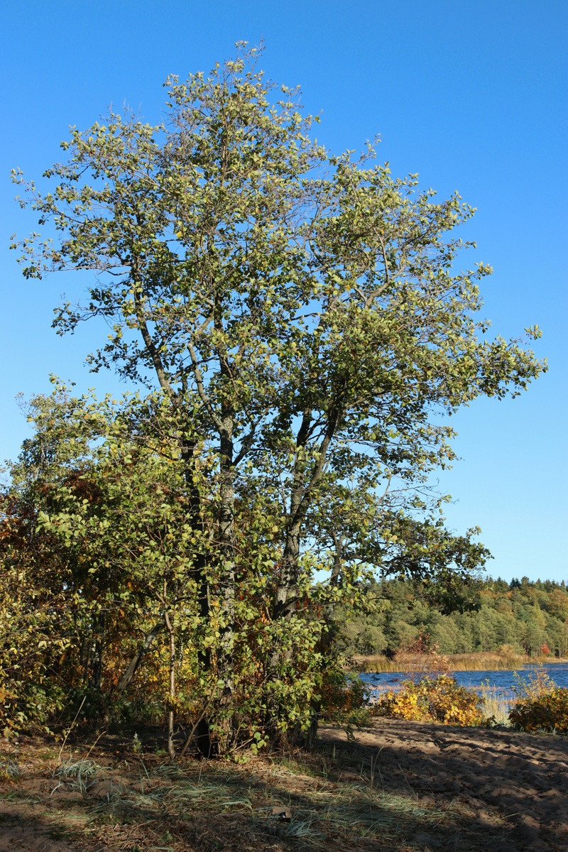 Image of Alnus glutinosa specimen.