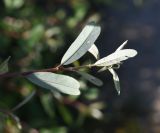 Image of taxon representative. Author is Александр Лебедев