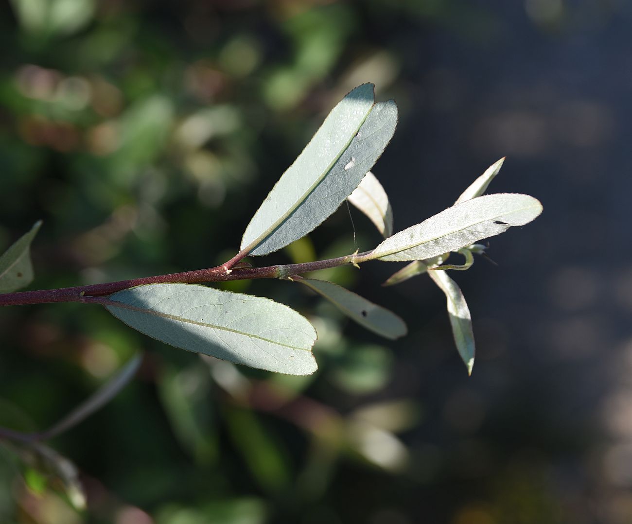 Image of genus Salix specimen.