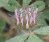 Trifolium hirtum. Соцветие. Крым, городской округ Алушта, мыс Плака, сланцевый склон. 1 мая 2021 г.