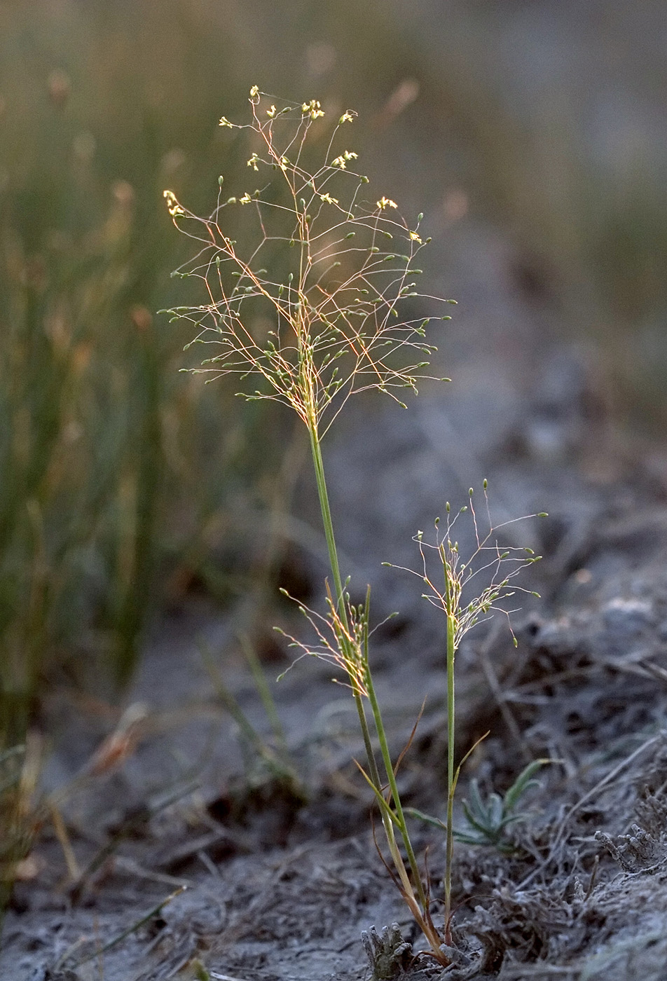 Image of Zingeria biebersteiniana specimen.