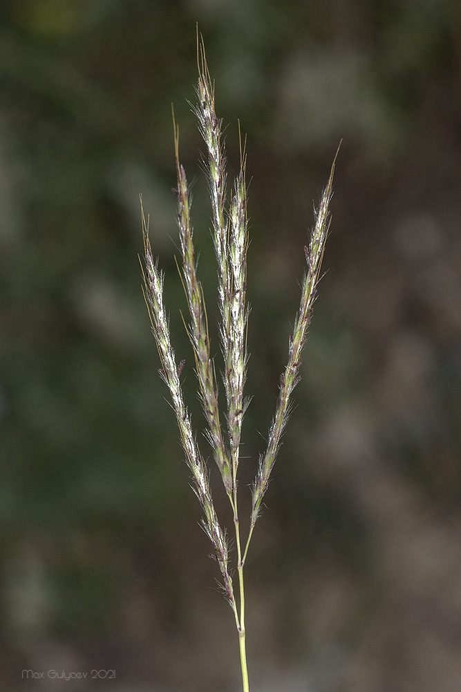 Изображение особи Bothriochloa ischaemum.