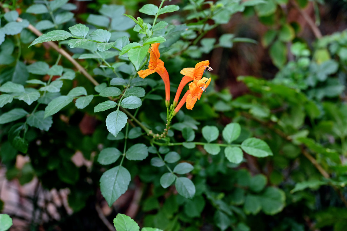 Изображение особи Tecomaria capensis.