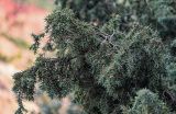 Juniperus oxycedrus