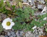 Callianthemum alatavicum