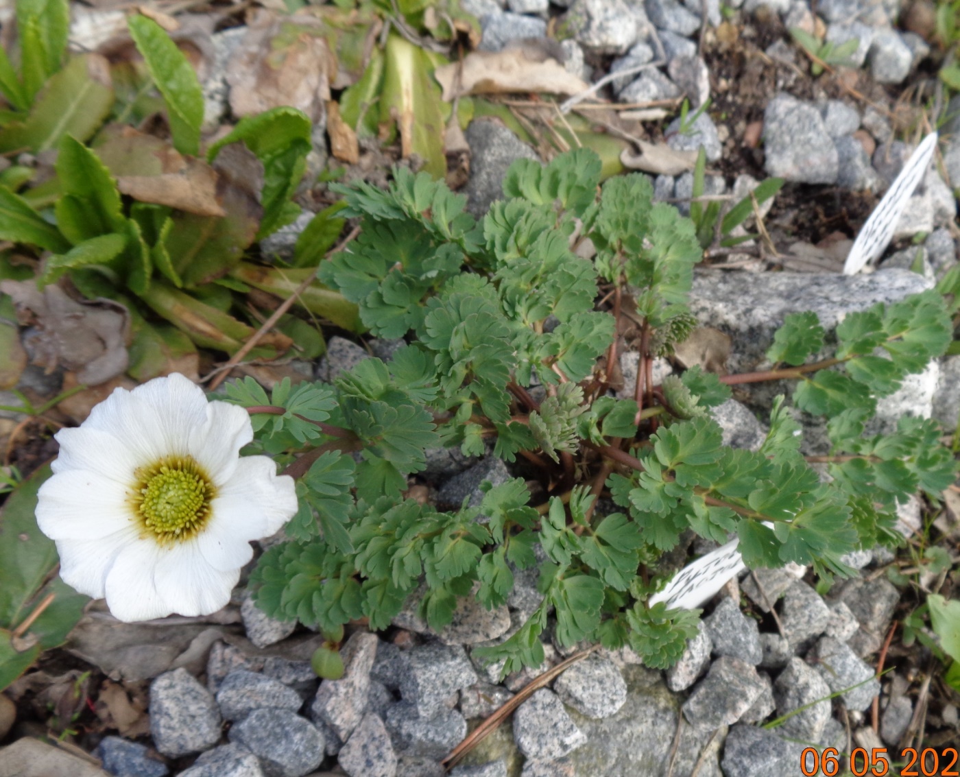 Image of Callianthemum alatavicum specimen.