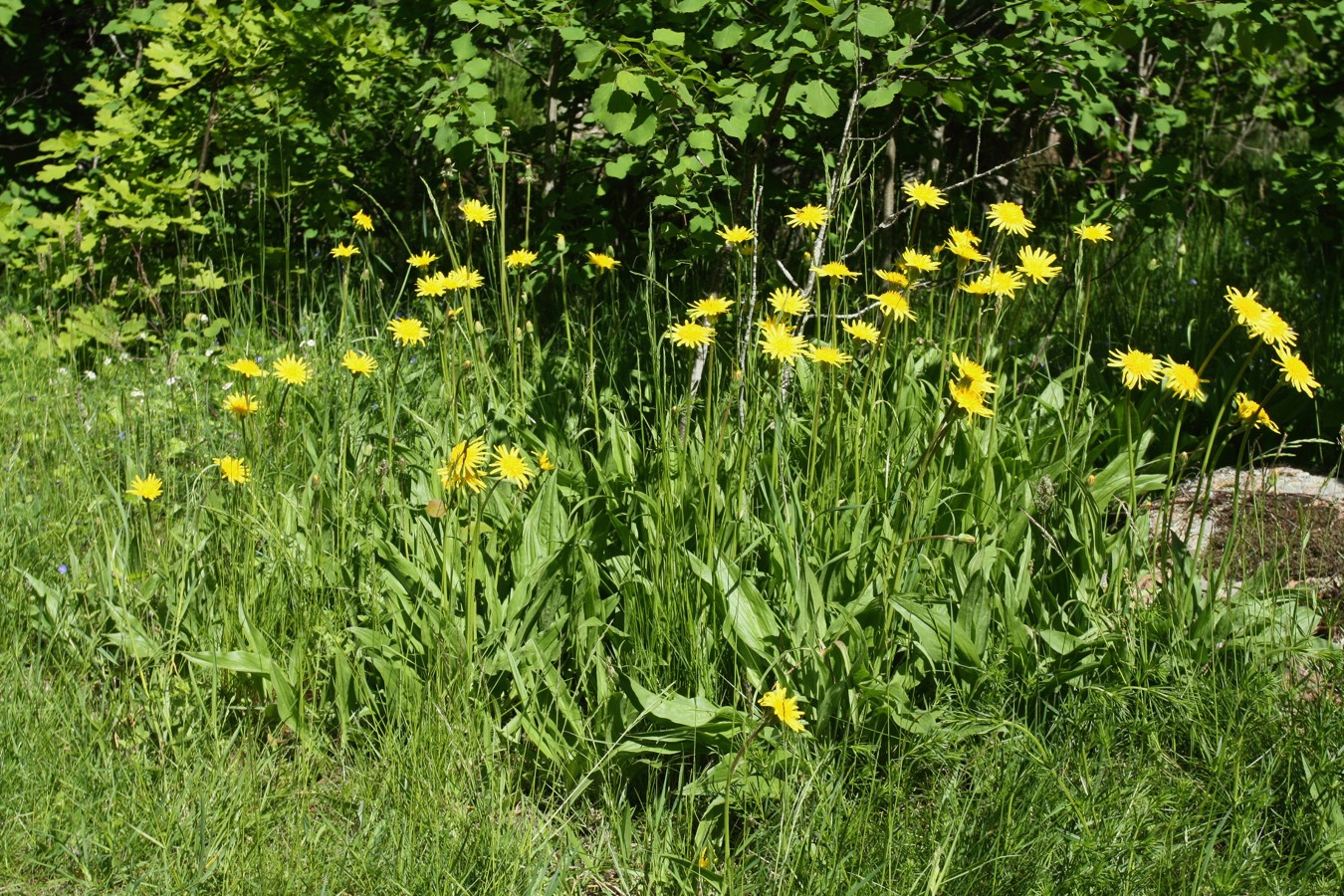 Изображение особи Scorzonera humilis.