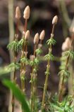 Equisetum sylvaticum