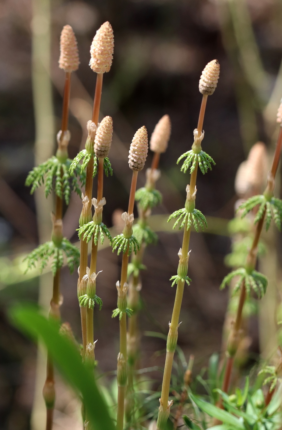 Изображение особи Equisetum sylvaticum.