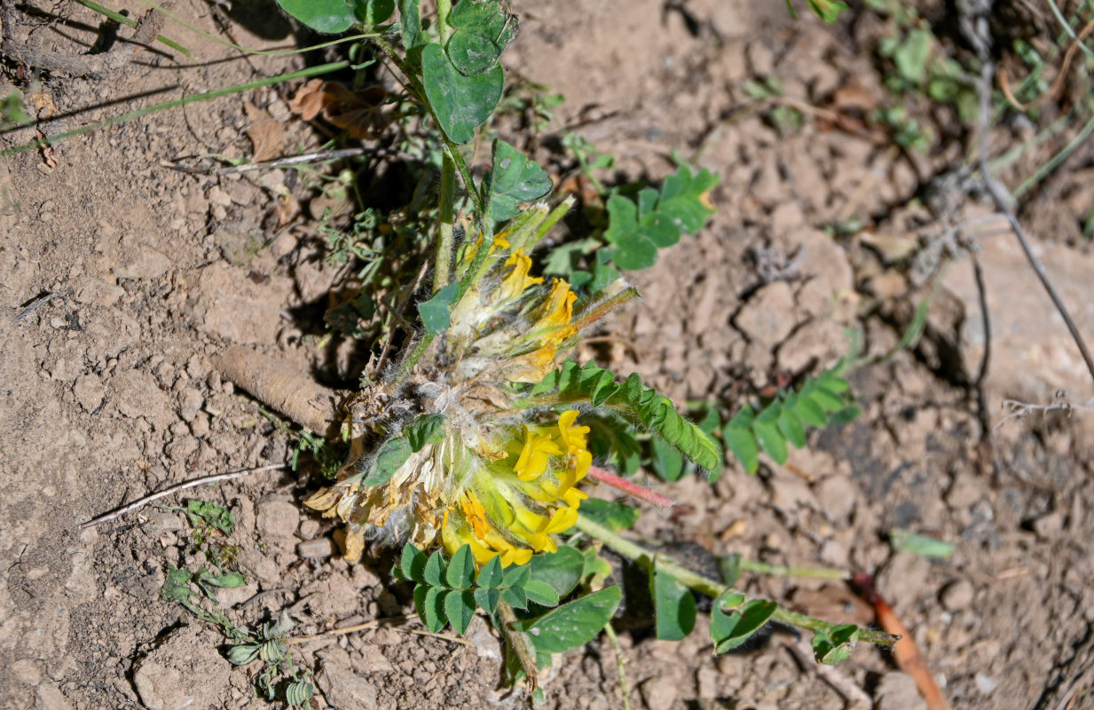 Изображение особи род Astragalus.